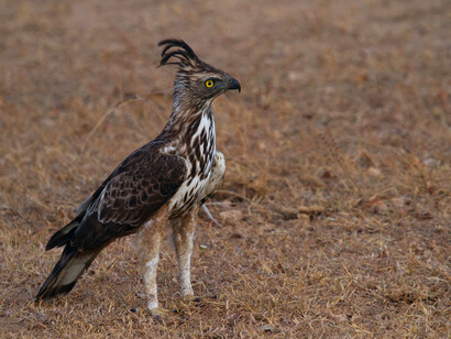 A hawk scanning the horizon