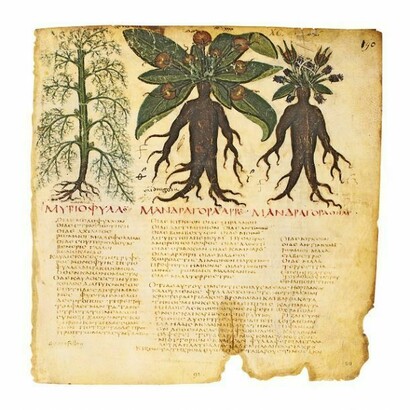 La mandragora nel Codex Neapolitanus