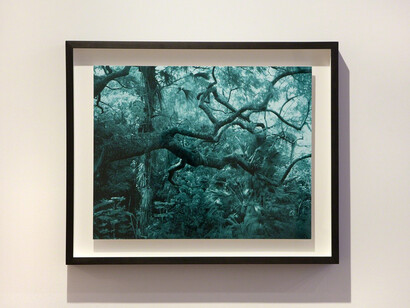 Trade Winds. Courtesy of Miyako Yoshinaga