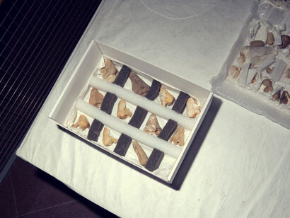 Noses from the museum's collection. Courtesy of Glyptotek. Photo by Anders Sune Berg