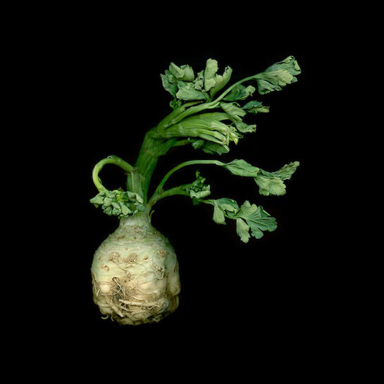 Jerry Freedner, Celeriac 116, 12" X 12", archival pigment prints, edition of 10