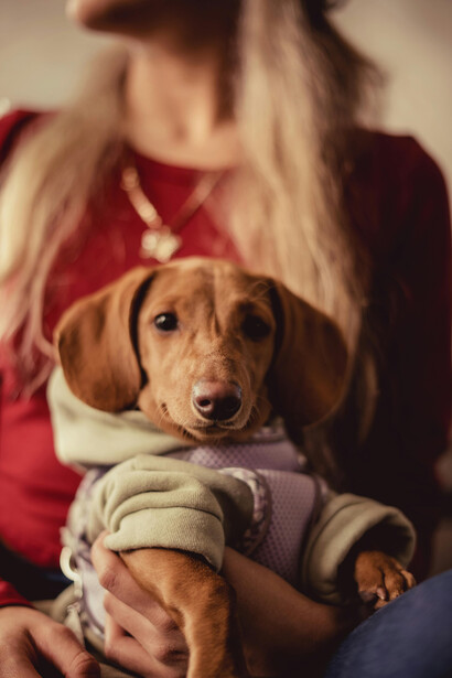 Los pequeños avances, como el meneo de la cola o el recibimiento alegre al llegar a casa, son señales poderosas de que el vínculo está creciendo