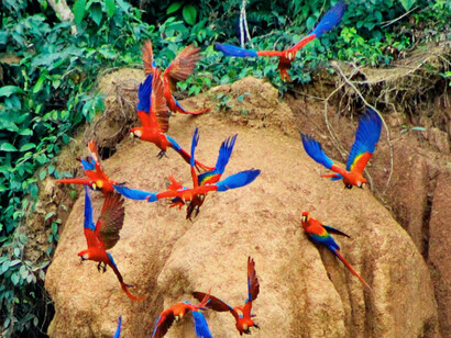 El guacamayo escarlata (Ara macao) es uno de los símbolos de la Amazonia peruana