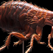 Keller’s Insect Models. Courtesy of Museum für Naturkunde