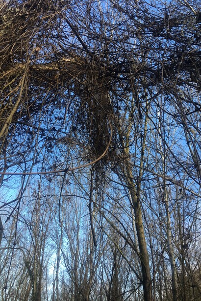 Intreccio artistico di liane nel bosco
