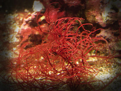Varias especies de Gracilaria se cultivan en varios países en vías de desarrollo, incluyendo Asia, Suramérica, África y Oceanía