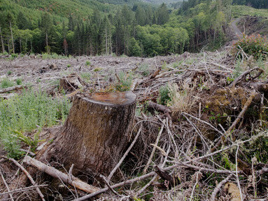 La expansión de las áreas urbanas y las actividades mineras también impulsan la deforestación