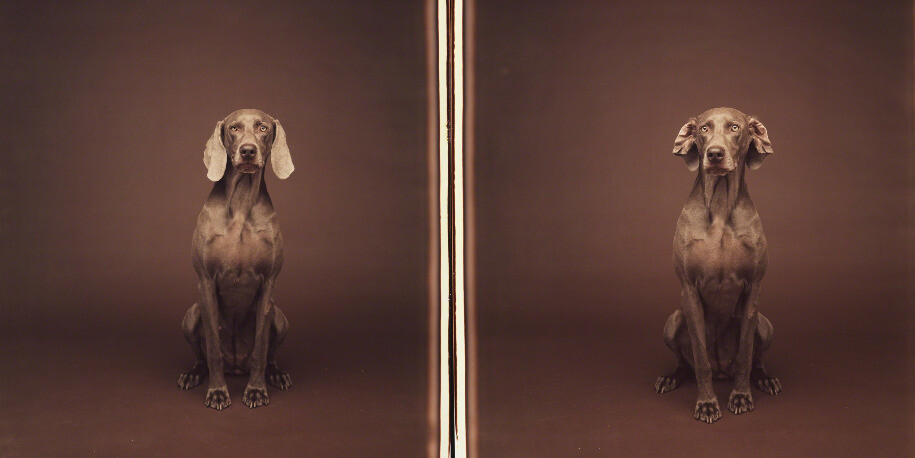 William Wegman. Courtesy of Sperone Westwater