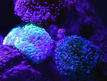 Imagines agentes simply means that we remember episodes with our minds