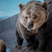 Mammal Gallery. Courtesy of Canadian Museum of Nature