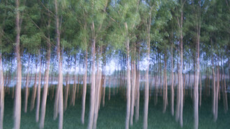 Roberta Manzin, Selva illuminata