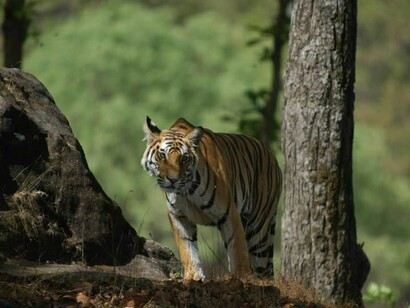 The Elusive Tiger on the Prowl
