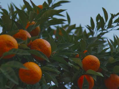 Sunlit mandarin clusters nestled among glossy leaves evoke the simple joy of wandering Jeju’s orchards and savoring nature’s sweet rewards