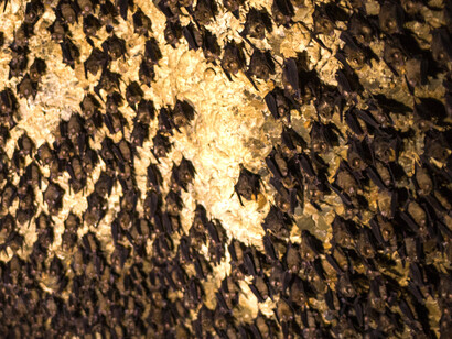 Located in the Kaski District of Pokhara, Nepal, the Bat Cave (Chameri Gufa in Nepali) is a solutional cave recognized for its extensive horseshoe bat habitat along the cave’s walls and ceiling