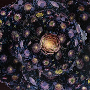 Alysia Macaulay, Grecian Succulents (detail). Courtesy of the artist and Klompching Gallery
