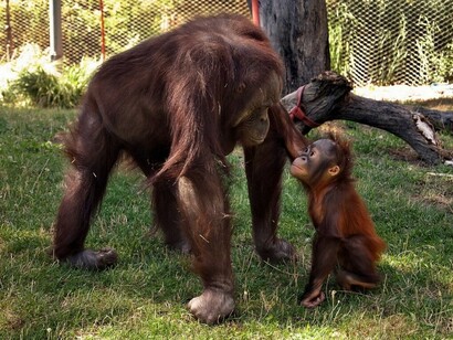 A chimpanzee with her baby
