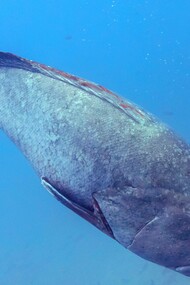 Cernia in profondità: "Per oltre dieci anni ho vissuto nelle profondità del mare... mantenendo inflessibilmente la mia routine quotidiana"