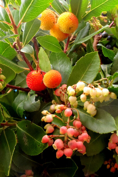Fiori e frutti di corbezzolo