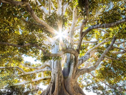 Albero. Le piante sono dotate di sensibilità per noi inimmaginabili e, a differenza nostra, si danno il tempo si sentire, potremmo dire che non smettono mai di prestare attenzione
