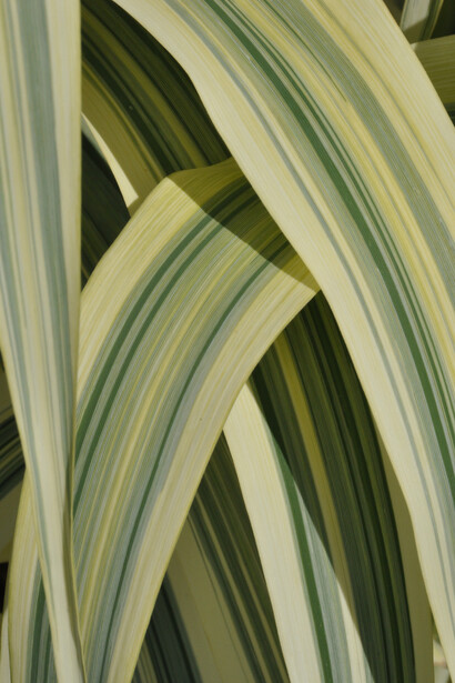 Arundo donax variegata