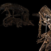 David H. Koch Hall of Fossils. Deep Time. Courtesy of Smithsonian's National Museum of Natural History