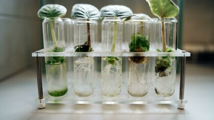 Plants growing in test tubes 