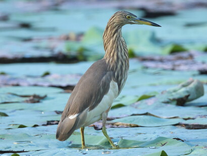Indian Pond Heron (c) Gehan de Silva Wijeyeratne