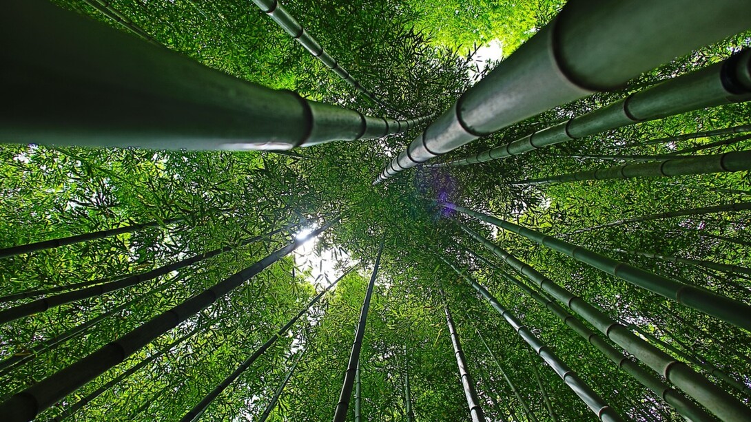 Il bambù potrebbe essere davvero la svolta per l'economia green in Italia?