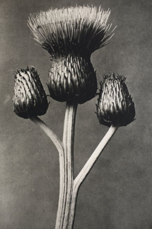 Karl Blossfeldt. Courtesy of Museo Thyssen-Bornemisza