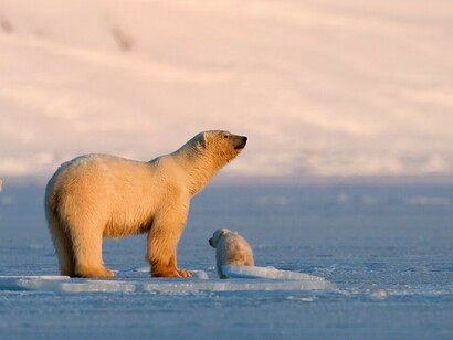 Polar bear with cubs at Svalbard. Credits: Asgeir Helgestad/Artic Light AS/visitnorway.com