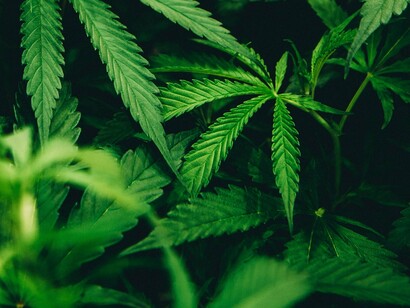 Marijuana, which was once demonized, steps into the light as more societies learn about its medicinal values