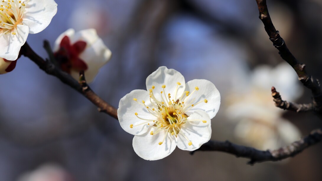 Spring
