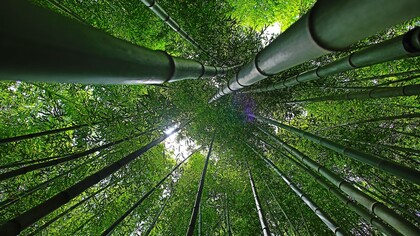 Il bambù potrebbe essere davvero la svolta per l'economia green in Italia? 