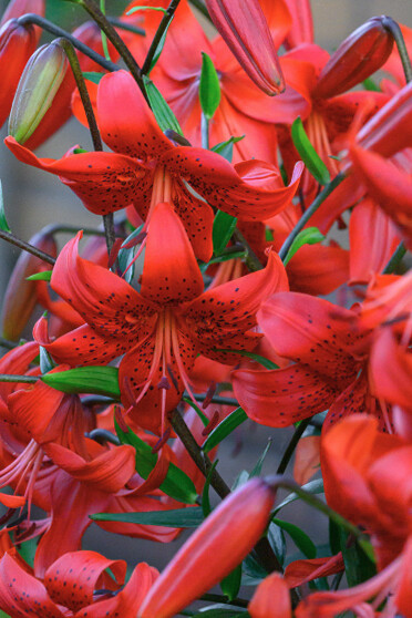 Es que el despertar del alma duele porque nos miramos adentro, en lo profundo de las heridas. Lirio la flor que despierta la primavera