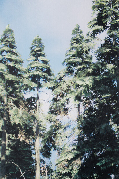 Grant Stevens, Forest view 10 (detail), 2026. Courtesy of Sullivan+Strumpf