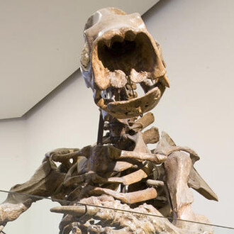 Hall of Primitive Mammals. Courtesy of American Museum of Natural History