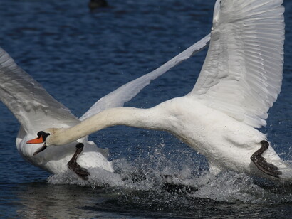 Mute Swan © Gehan de Silva Wijeyeratne