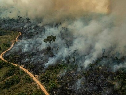 In 2021, 267 major fires have been detected throughout the Amazon forest