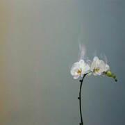 Courtesy m97 Gallery C Jiang Zhi 2011