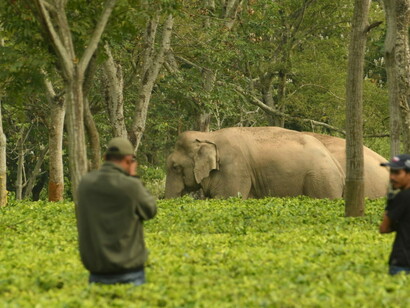 Elephants being photographed in the tea estate, Assam, India