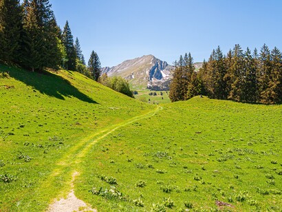 Alpi svizzere: "... ora, qui nel bosco, mi sembra di toccare con mano la vera felicità. Non ho niente ma svegliandomi alla mattina accanto ai miei cari compagni di viaggio sento di essere la più ricca del mondo. La precarietà fa paura ma il futuro affrontato da temerari, da acrobati senza rete, come noi in questi giorni è qualcosa che mi fa sentire viva e che ha già cambiato la mia vita"
