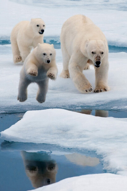 Polar bears ©Florian Schulz