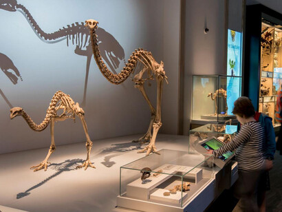 Te taiao. Nature, exhibition view. Courtesy of Museum of New Zealand