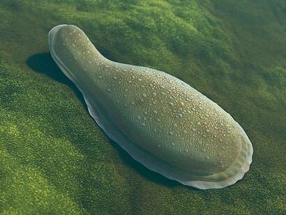 Ricostruzione di Kimberella, periodo Ediacarano