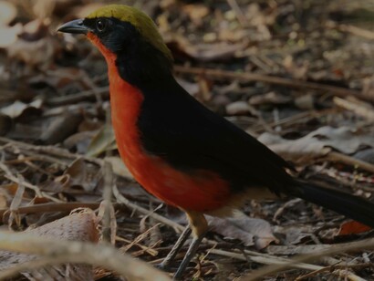 Yellow-crowned Gonolek at Kotu Bridge © Gehan de Silva Wijeyeratne