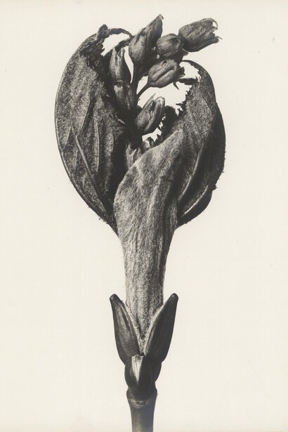 Karl Blossfeldt, Acer pensylvanicum (Striped maple), 1915-1925. Courtesy of Bruce Silverstein Gallery