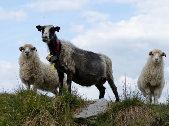 Il Pecorino di Farindola è un formaggio raro e prezioso, simbolo dell’antica tradizione pastorale abruzzese