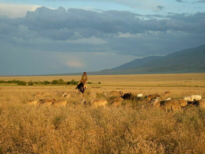 Amid the vast, rolling steppes of Kazakhstan, a lone herdsman guides his livestock through the sea of swaying feather grass, much like the generations of nomads who once roamed these lands, their lives intertwined with the rhythms of nature and history