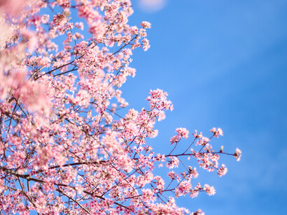 Inizia un nuovo cammino verso lo sbocciare dei fiori