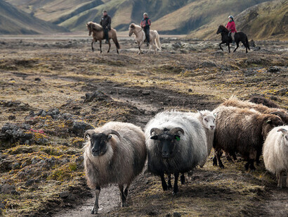 Farmers take shifts on horseback to find the sheep, which have roamed freely all summer